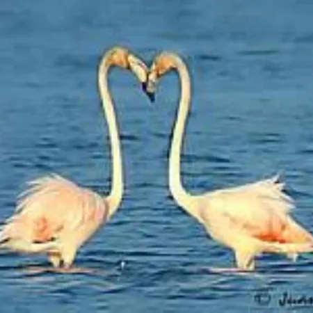 Double In Shared Type - Delta Del Ebro Amposta